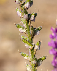 Lupinus arizonicus