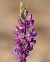 Lupinus arizonicus