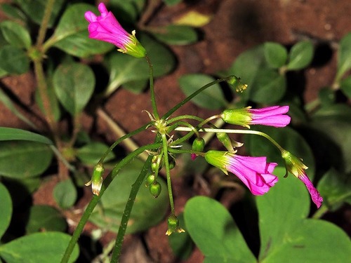 Oxalis semiloba image