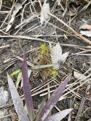 Proserpinaca pectinata