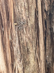 Platycryptus