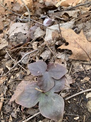 Hepatica