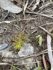 Proserpinaca pectinata