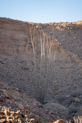 Fouquieria splendens
