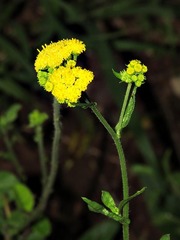 Nidorella