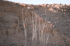 Fouquieria splendens