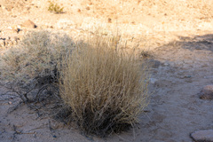 Hilaria rigida