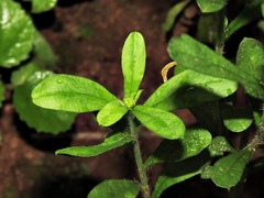 Nidorella