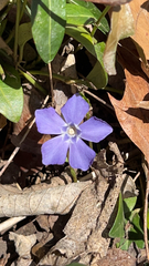 Vinca minor