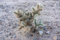 Cylindropuntia echinocarpa
