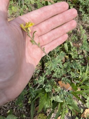 Corydalis micrantha