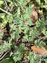 Corydalis micrantha