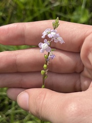 Nuttallanthus canadensis