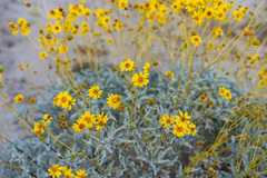 Encelia farinosa