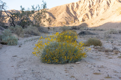 Encelia farinosa