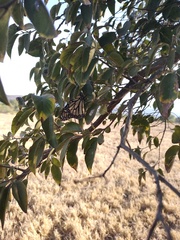 Ehretia latifolia