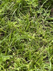 Nuttallanthus canadensis