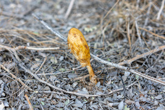 Podaxis pistillaris