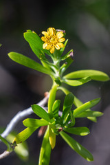 Borrichia arborescens