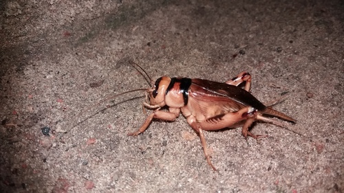 Brachytrupes membranaceus