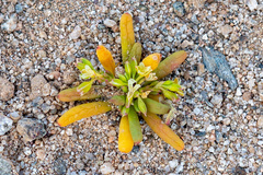 Cistanthe ambigua