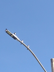 Pygochelidon cyanoleuca