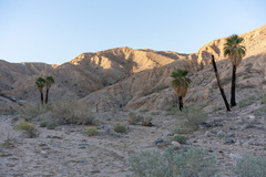 Washingtonia filifera