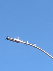 Pygochelidon cyanoleuca