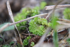 Sphaerocarpos texanus