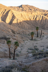 Washingtonia filifera