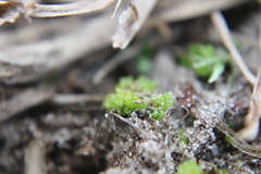 Sphaerocarpos texanus