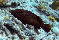 Cephalopholis fulva