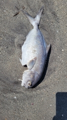 Trachinotus