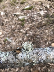 Ramalina americana