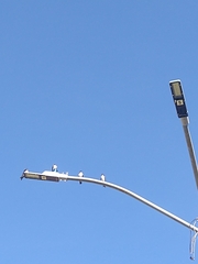 Pygochelidon cyanoleuca