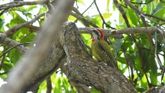 Xiphidiopicus percussus