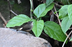 Myiothlypis fulvicauda