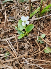 Viola primulifolia