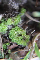 Sphaerocarpos texanus