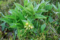 Gentiana punctata