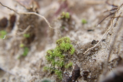 Sphaerocarpos texanus