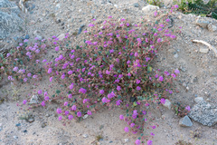 Abronia villosa