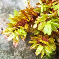 Encalypta streptocarpa