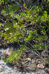 Borrichia arborescens