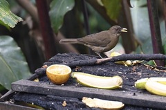 Turdus plebejus