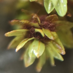 Encalypta streptocarpa