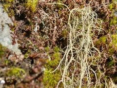 Usnea subgracilis