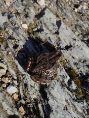 Pelophylax bedriagae