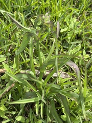 Tradescantia ohiensis