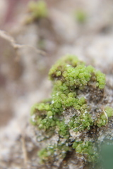 Sphaerocarpos texanus